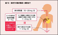 鉄摂取の注意点