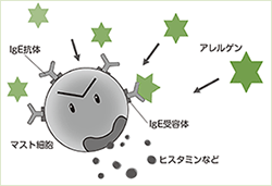 アレルゲン